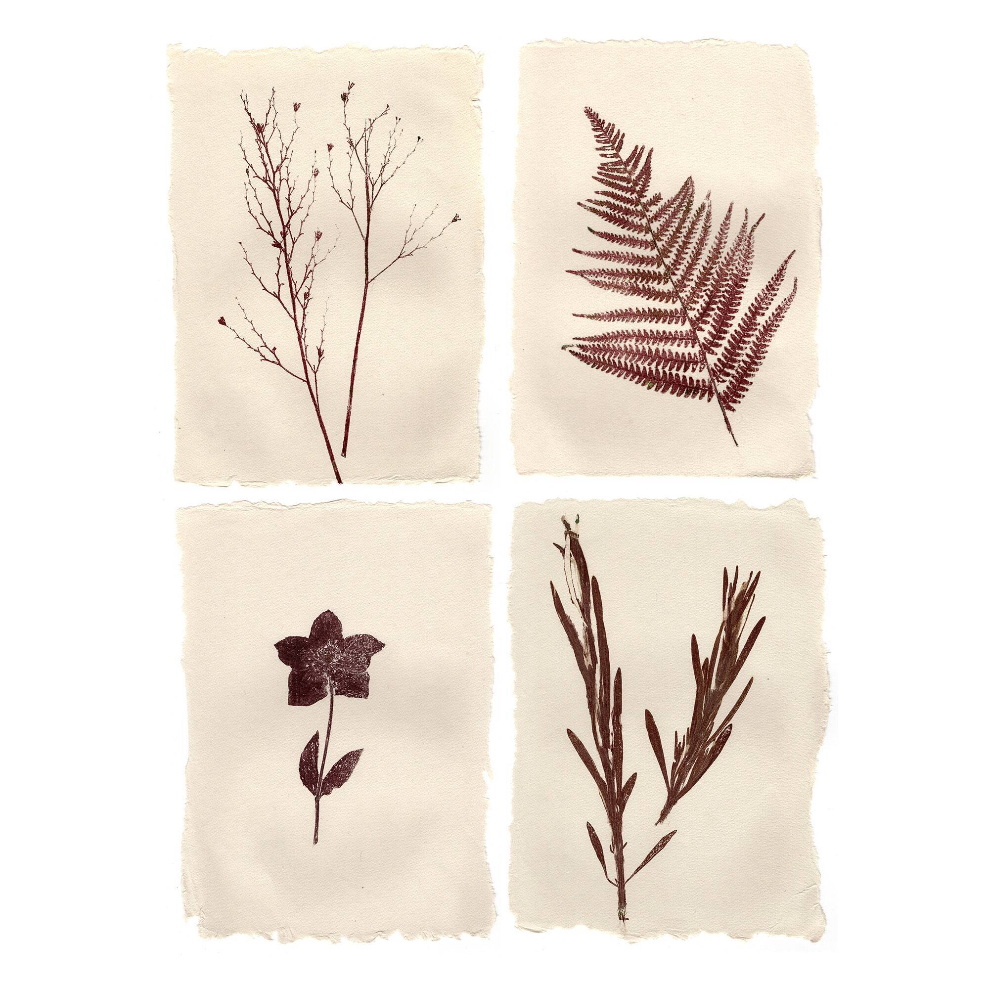 Collection de peintures herbiers sur papier signées Eawy