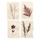 Collection de peintures herbiers sur papier signées Eawy