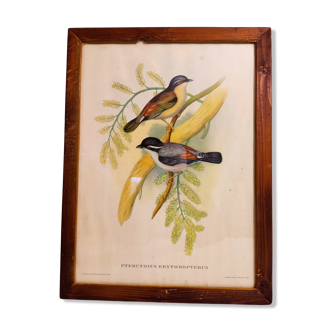Hand-enhanced Gould lithograph Pteruthus erythropterus