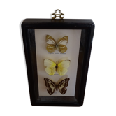 Butterflies naturalized under frame 3 species
