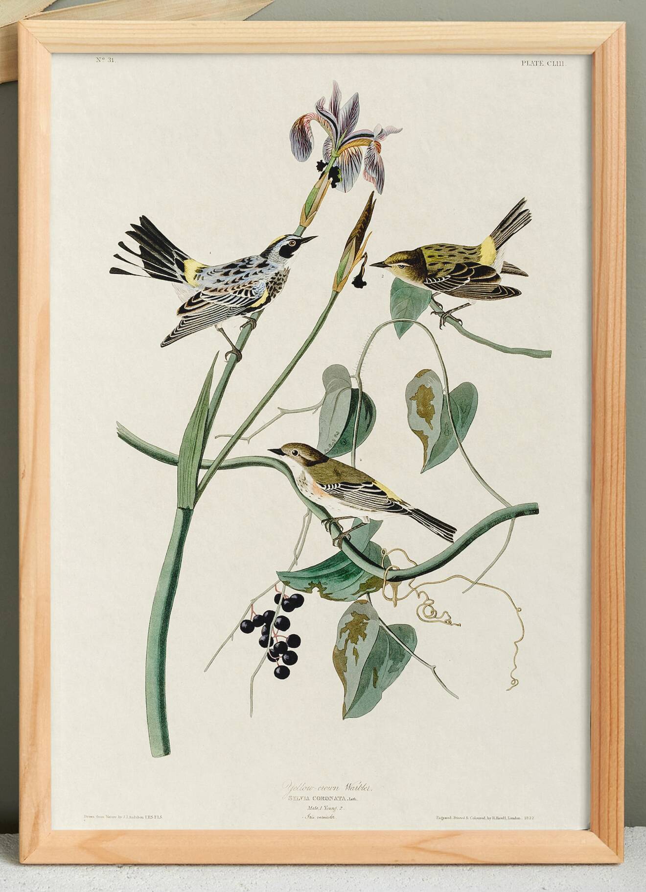 Poster of the Yellow-rumped Warbler, after an old engraving