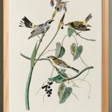 Poster of the Yellow-rumped Warbler, after an old engraving
