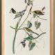 Poster of the Yellow-rumped Warbler, after an old engraving