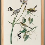 Poster of the Yellow-rumped Warbler, after an old engraving