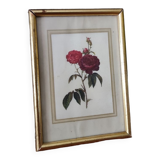 Redouté Frame