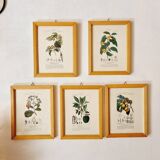 Lot de 5 cadres gravures botaniques ancienne