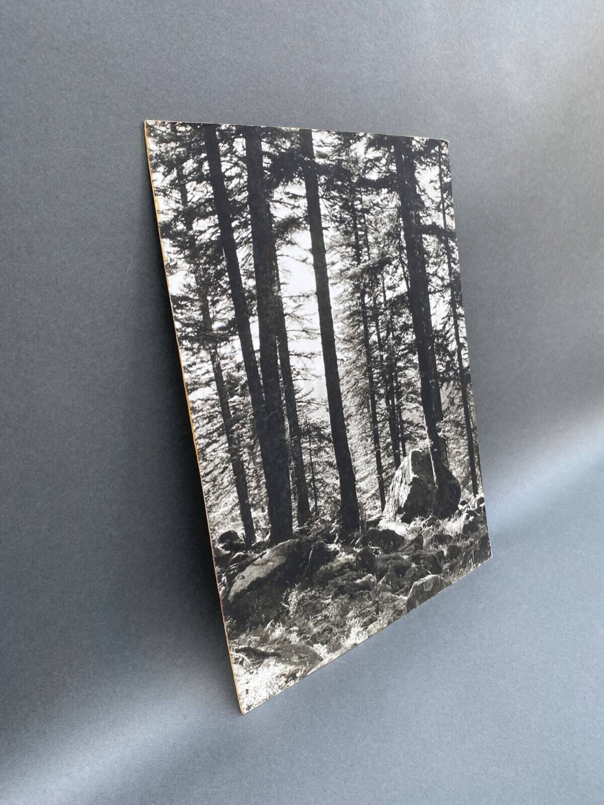 Film photography by Bernard Darot, Sun, Vosges Forest, Nantes Club