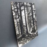 Film photography by Bernard Darot, Sun, Vosges Forest, Nantes Club