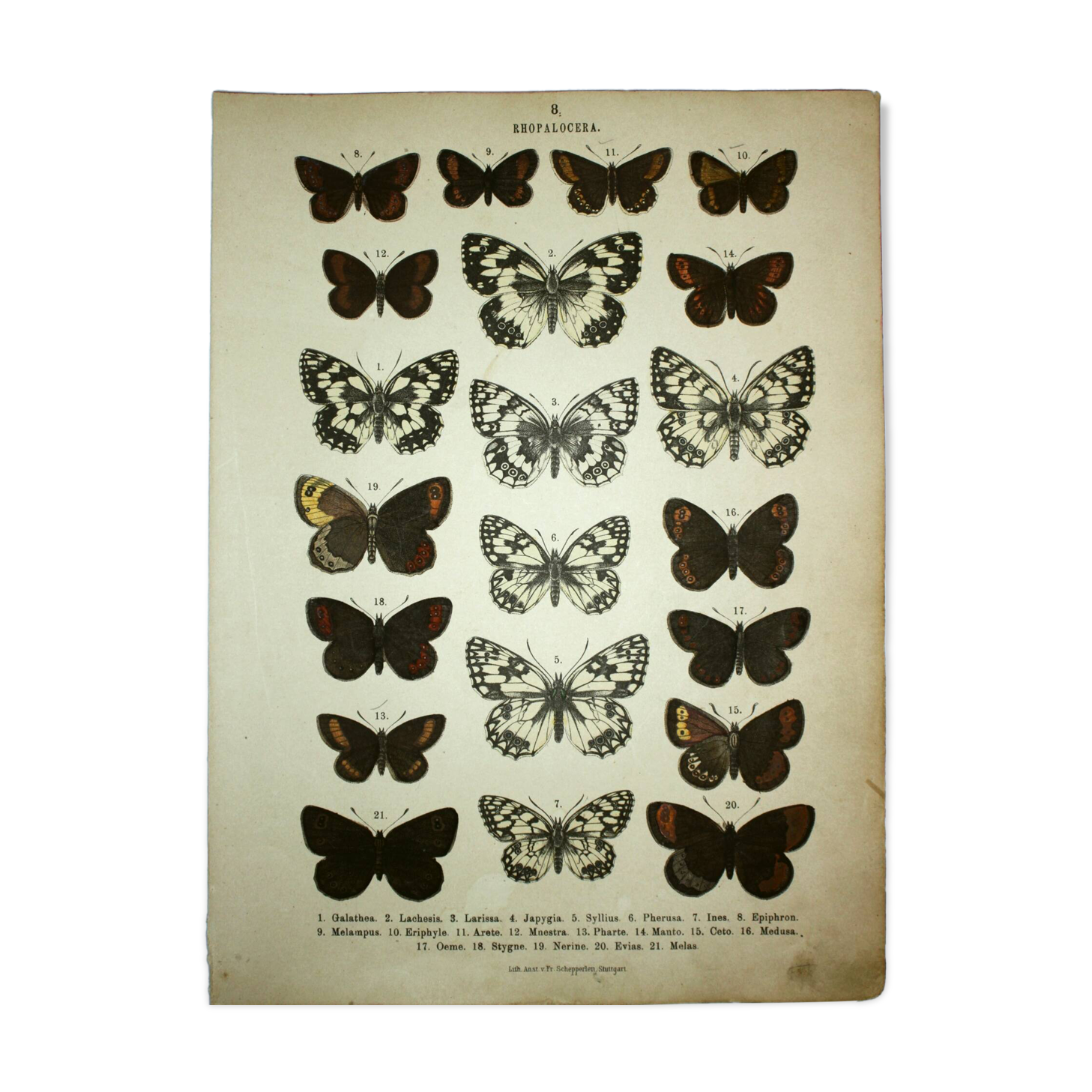 Antique print of Butterflies - Lithograph from 1887 - Galatha