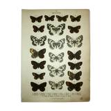 Antique print of Butterflies - Lithograph from 1887 - Galatha