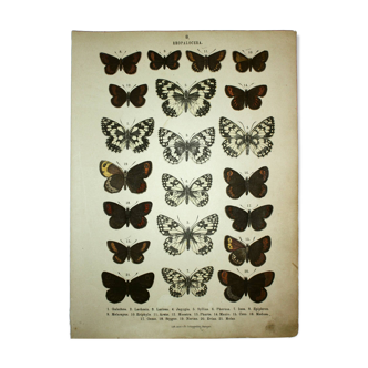 Antique print of Butterflies - Lithograph from 1887 - Galatha