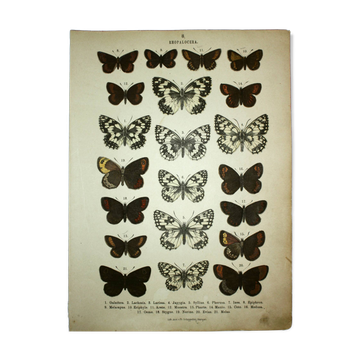 Antique print of Butterflies - Lithograph from 1887 - Galatha