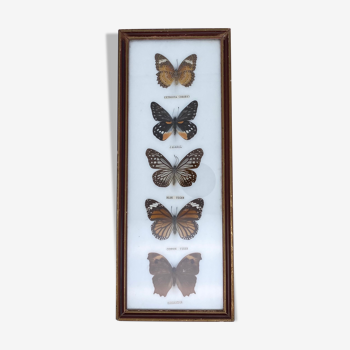 Frame naturalized vintage butterflies