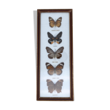 Frame naturalized vintage butterflies