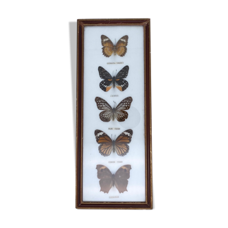 Frame naturalized vintage butterflies