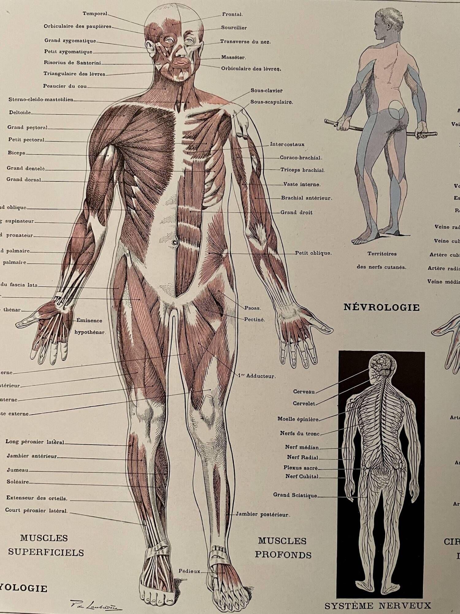 Lithograph engraving on the anatomy of 1928 (human body, skeleton)