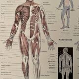 Lithographie gravure sur l'anatomie de 1928 (corps humain, squelette)