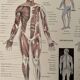 Lithograph engraving on the anatomy of 1928 (human body, skeleton)