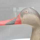 Painted wood-billed red-billed duck
