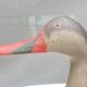 Canard à bec rouge bois peint
