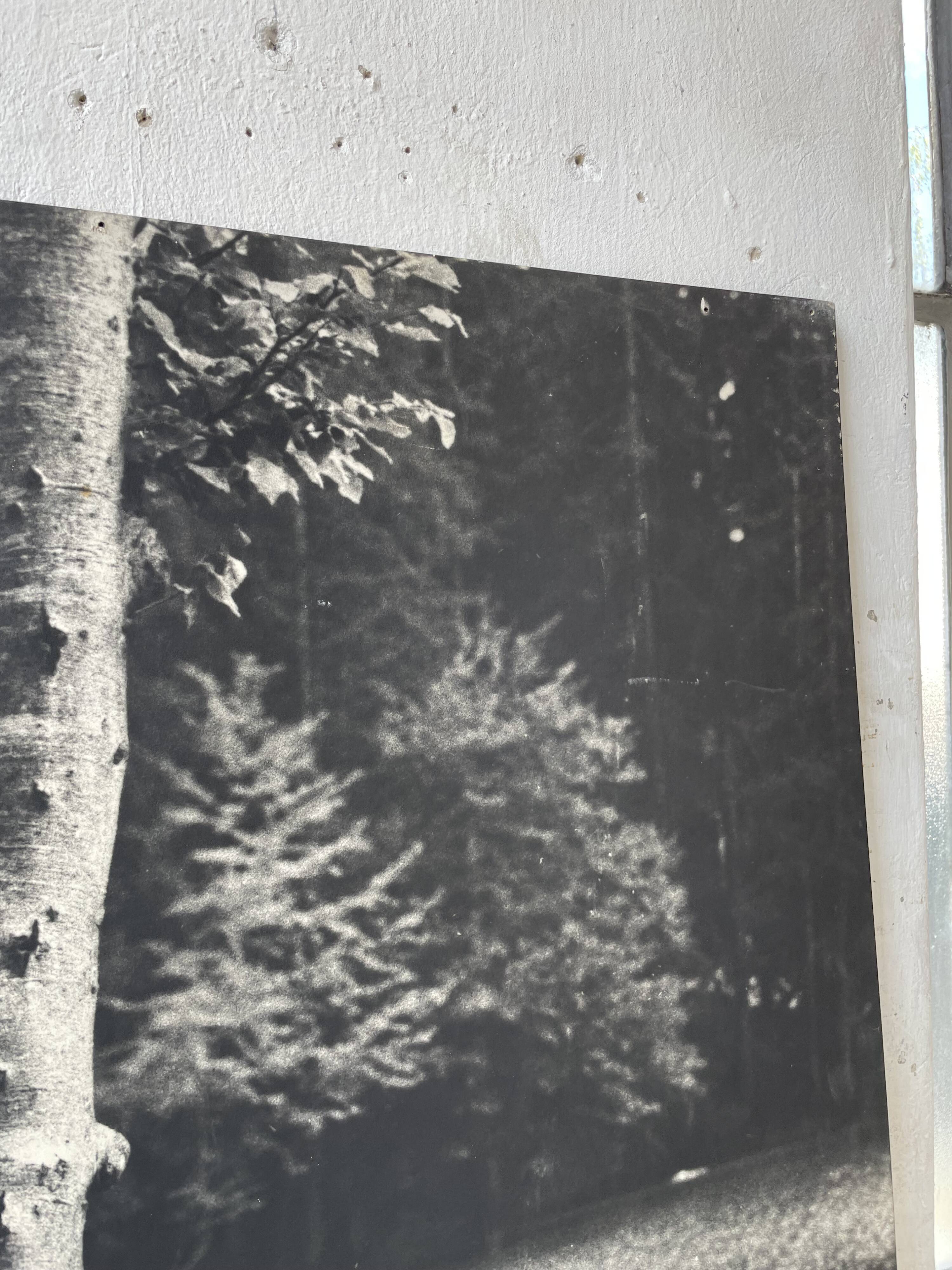 Old XXL black and white tree photograph