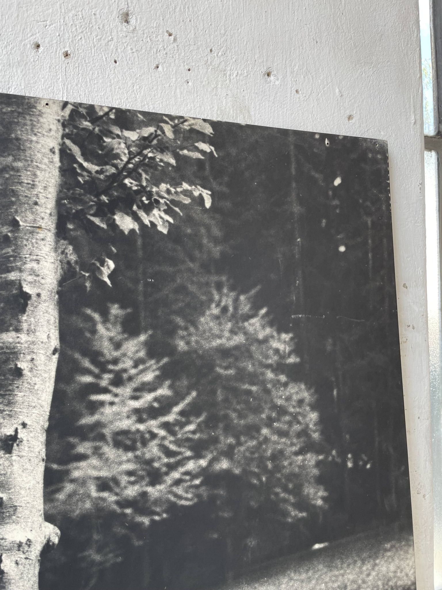 Ancienne photographie arbre noir et blanc XXL
