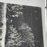 Ancienne photographie arbre noir et blanc XXL