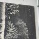 Old XXL black and white tree photograph