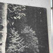 Ancienne photographie arbre noir et blanc XXL