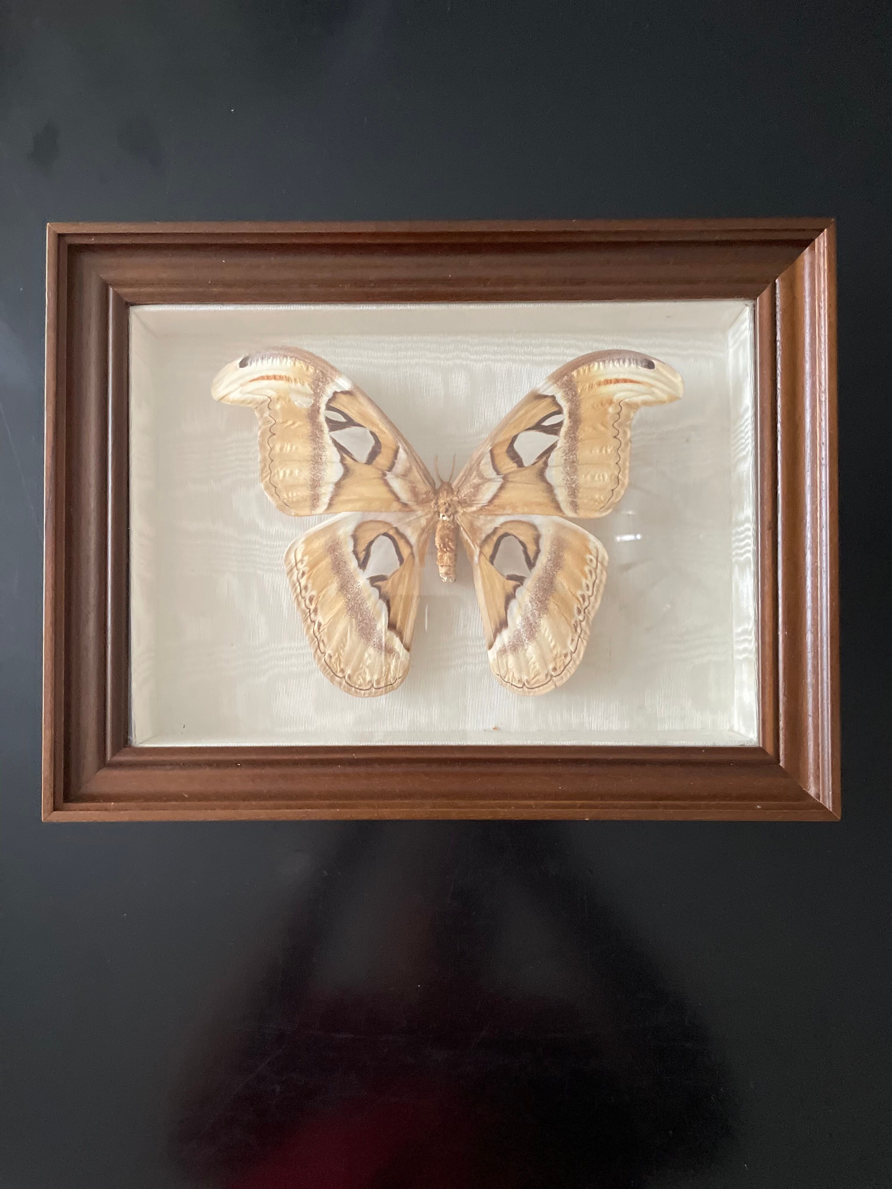 Butterfly framed Attacus Atlas