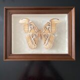 Butterfly framed Attacus Atlas