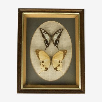 Two framed butterflies - Cloanthus, Dardanus