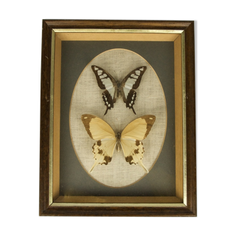 Two framed butterflies - Cloanthus, Dardanus