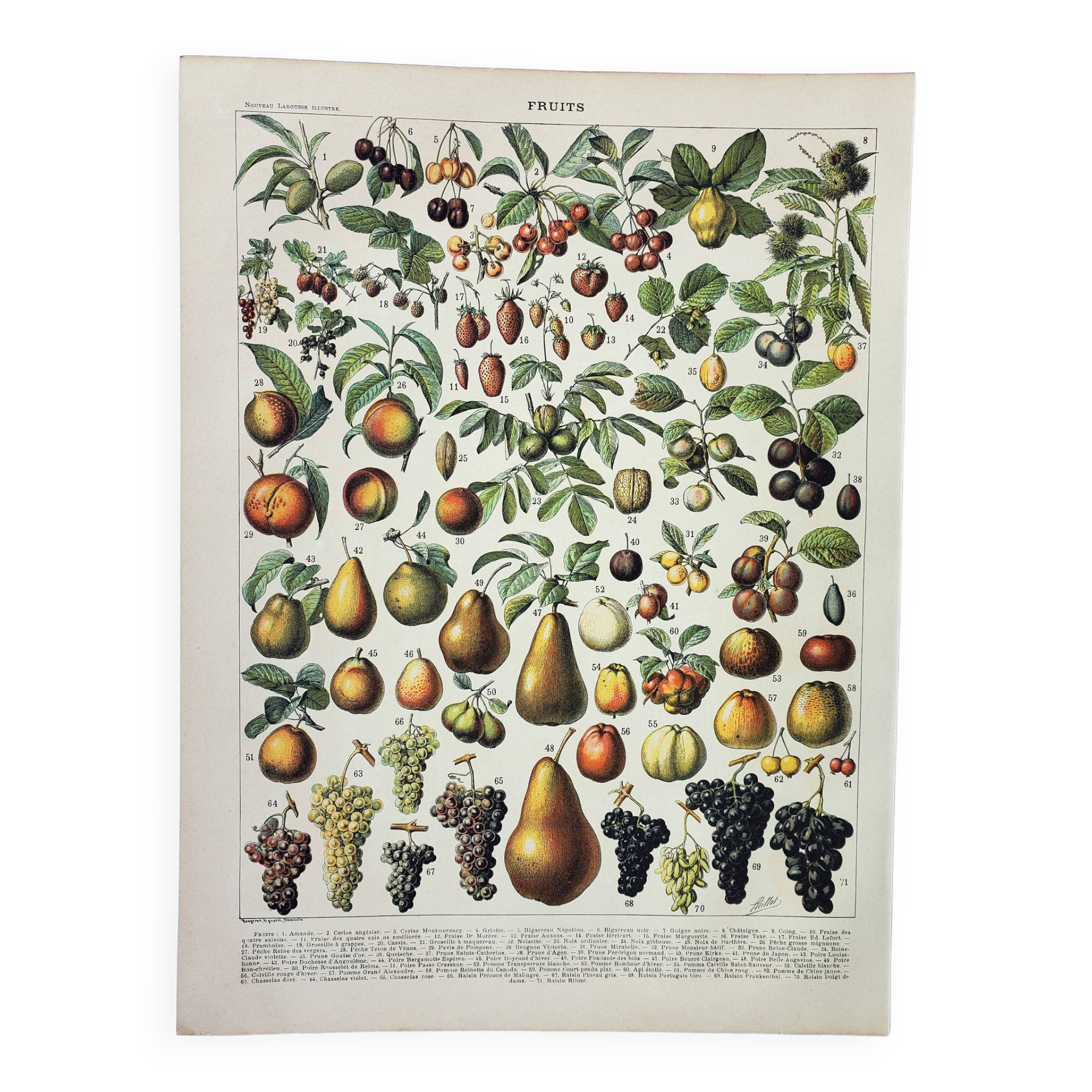 Old engraving 1898, Fruits (from our regions), varieties • Lithograph, Original plate