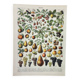Old engraving 1898, Fruits (from our regions), varieties • Lithograph, Original plate