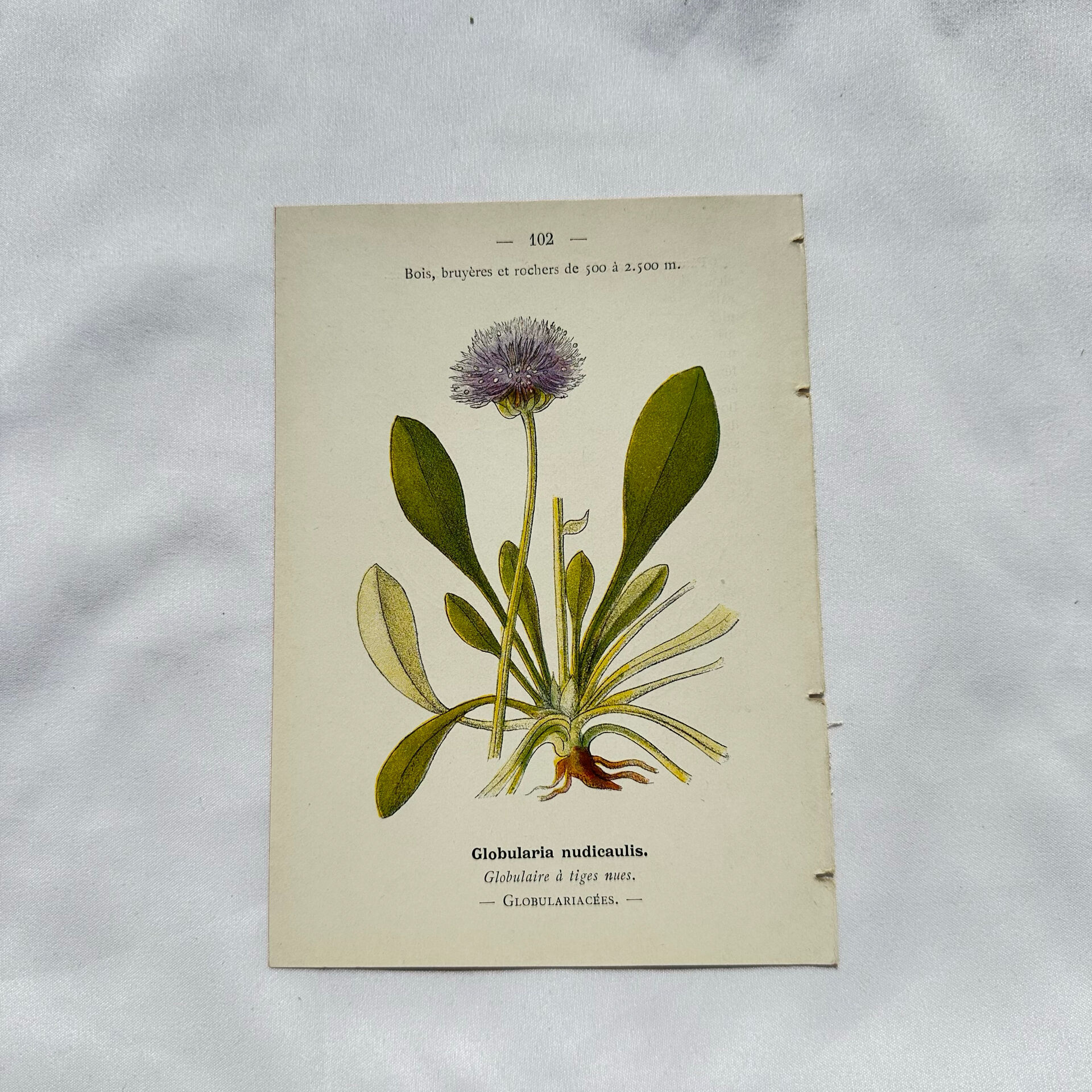 Coloured engraving hands botanical poster antique 1800 double-sided