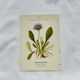 Coloured engraving hands botanical poster antique 1800 double-sided