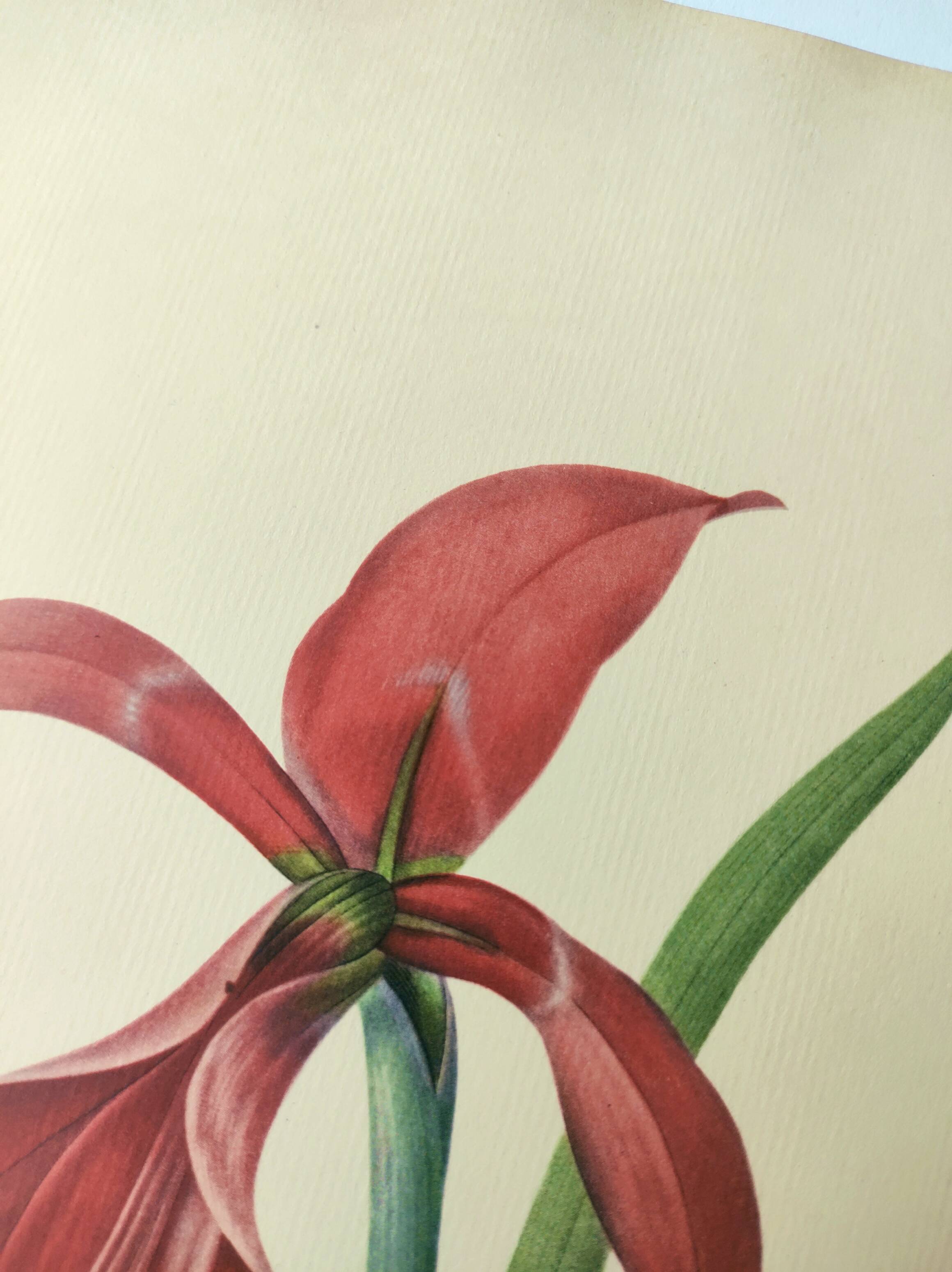 Antique botanical engraving -1955- Amaryllis - St. Jacques Lily- by PJ. Redouté. Vintage nature