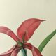 Antique botanical engraving -1955- Amaryllis - St. Jacques Lily- by PJ. Redouté. Vintage nature