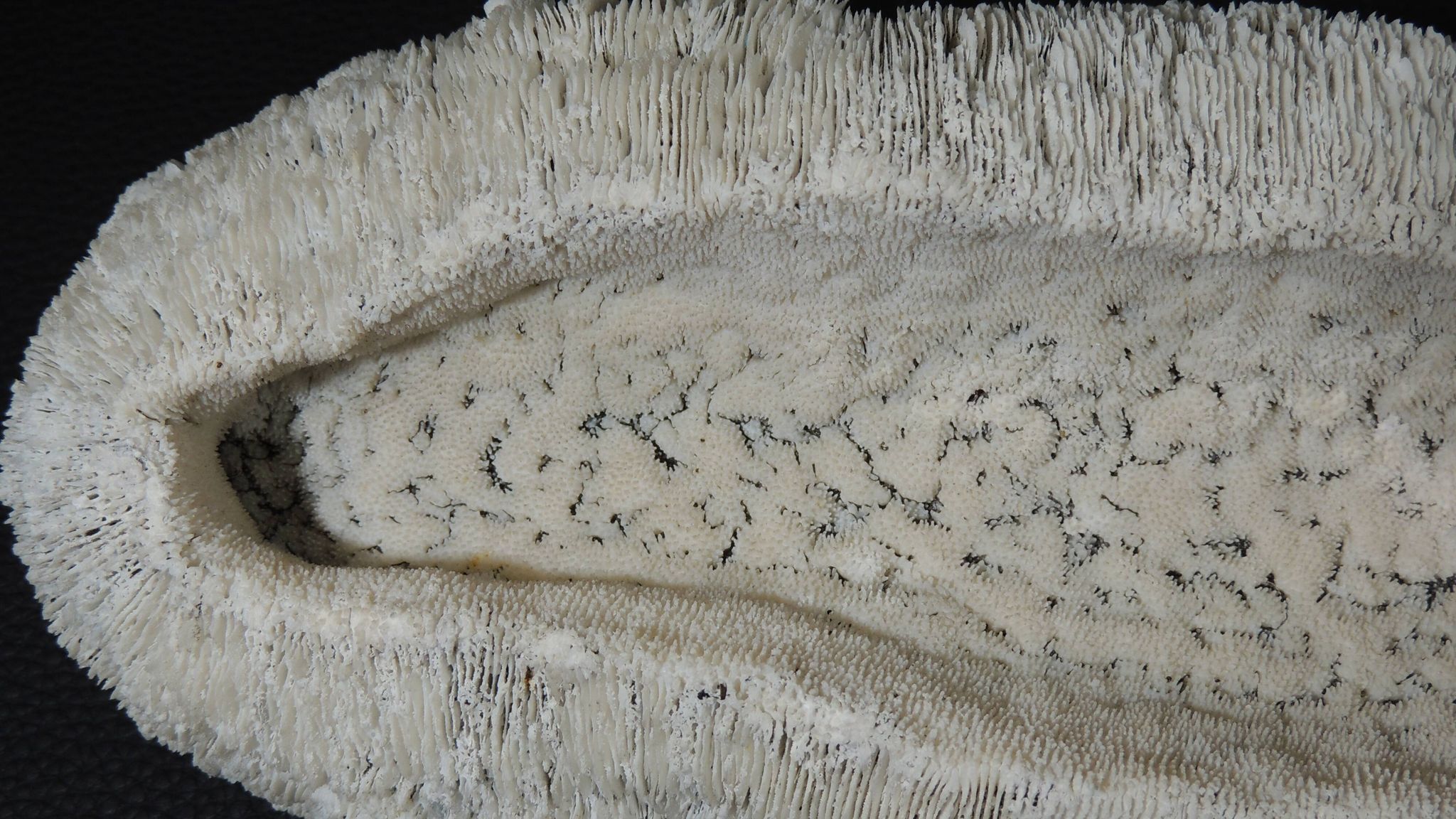 White coral cushion shark, vanuatu, papua new guinea