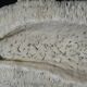 White coral cushion shark, vanuatu, papua new guinea