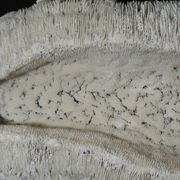 White coral cushion shark, vanuatu, papua new guinea