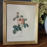 Redouté Frame