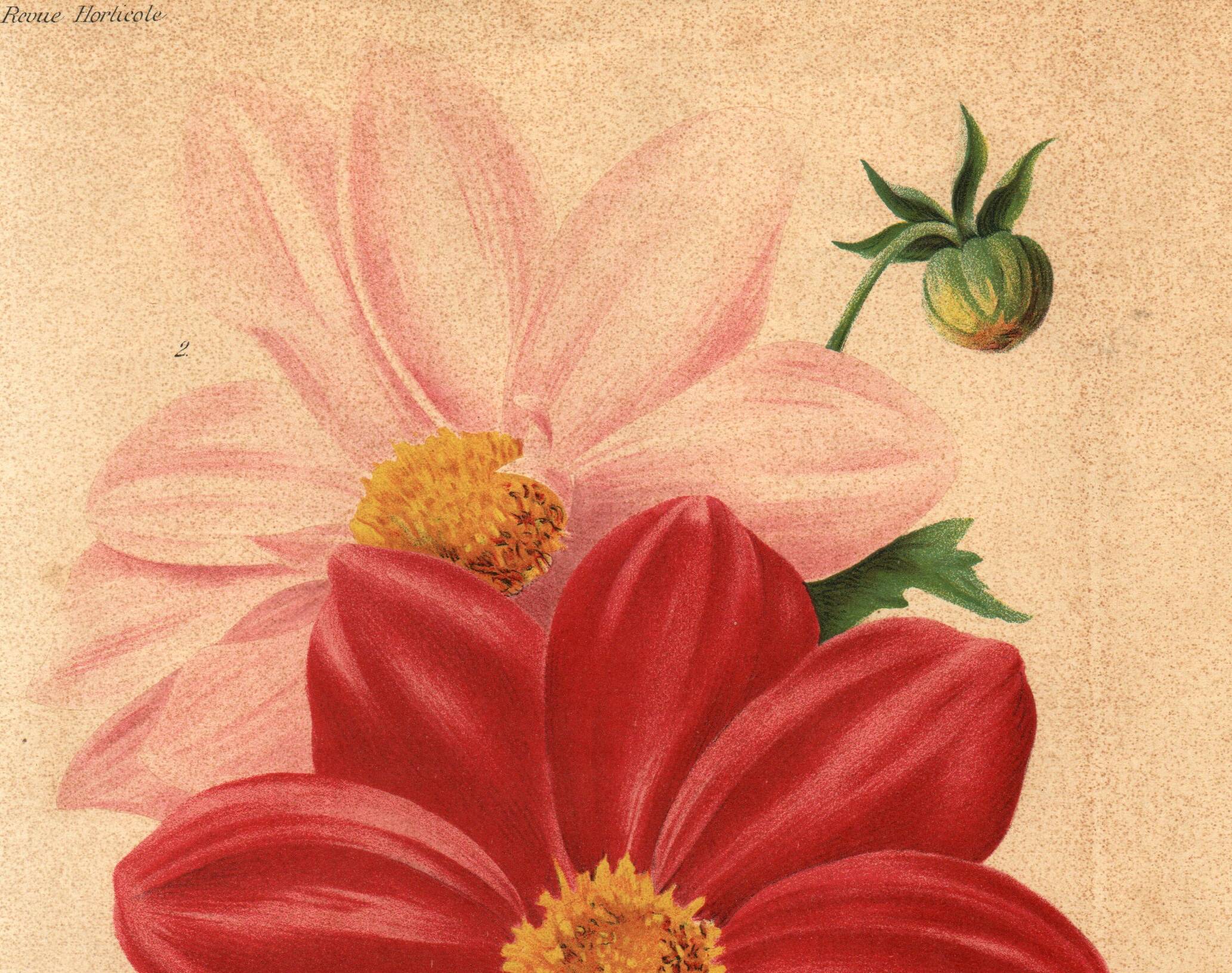 Botanical Engraving 1911 - Monochrome Dahlias by J. Guillot - Garden Flowers