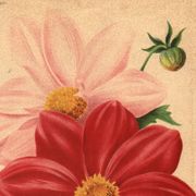 Botanical Engraving 1911 - Monochrome Dahlias by J. Guillot - Garden Flowers