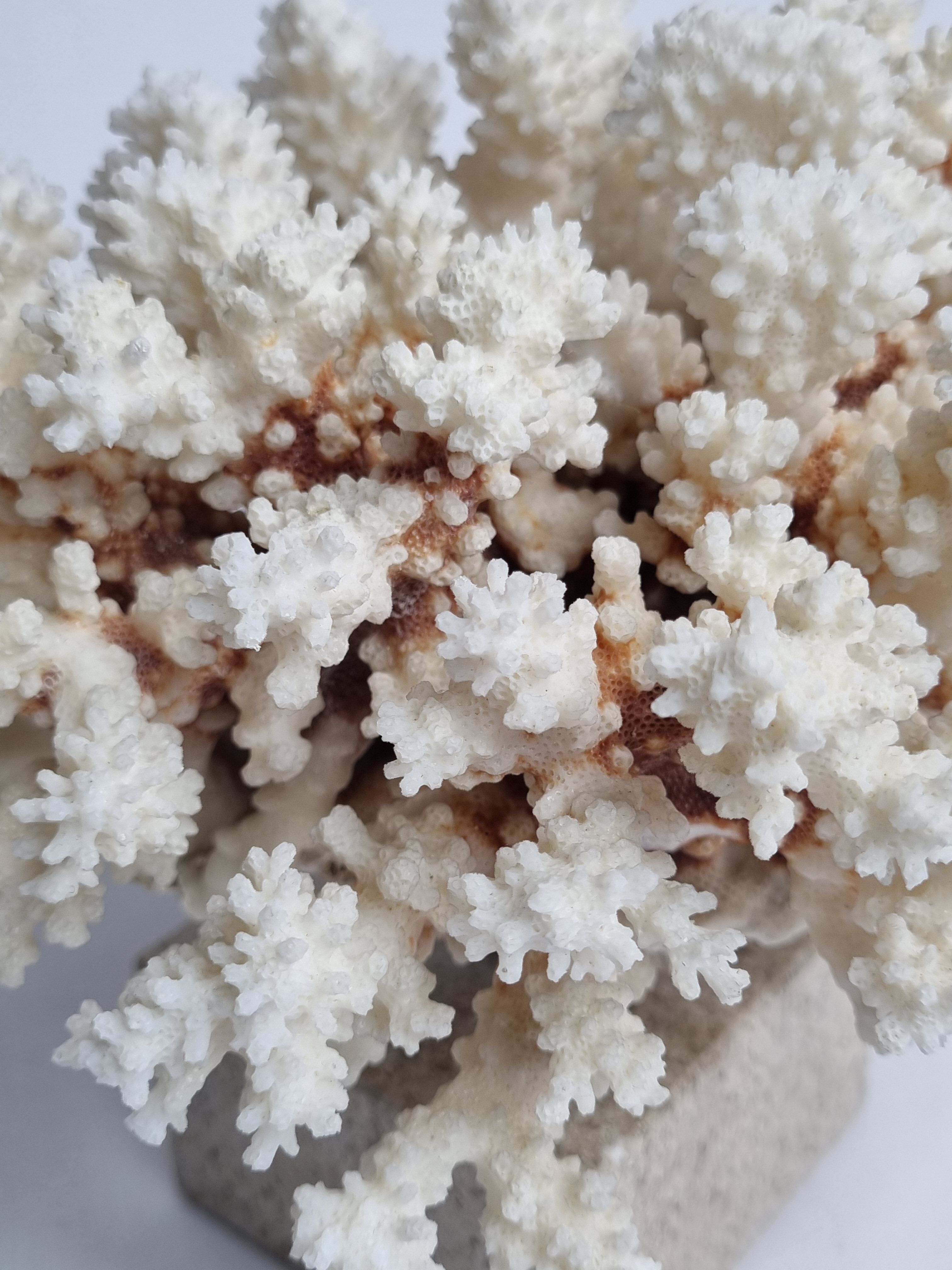 Old white coral in branches on base, 24 cm