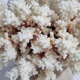 Old white coral in branches on base, 24 cm