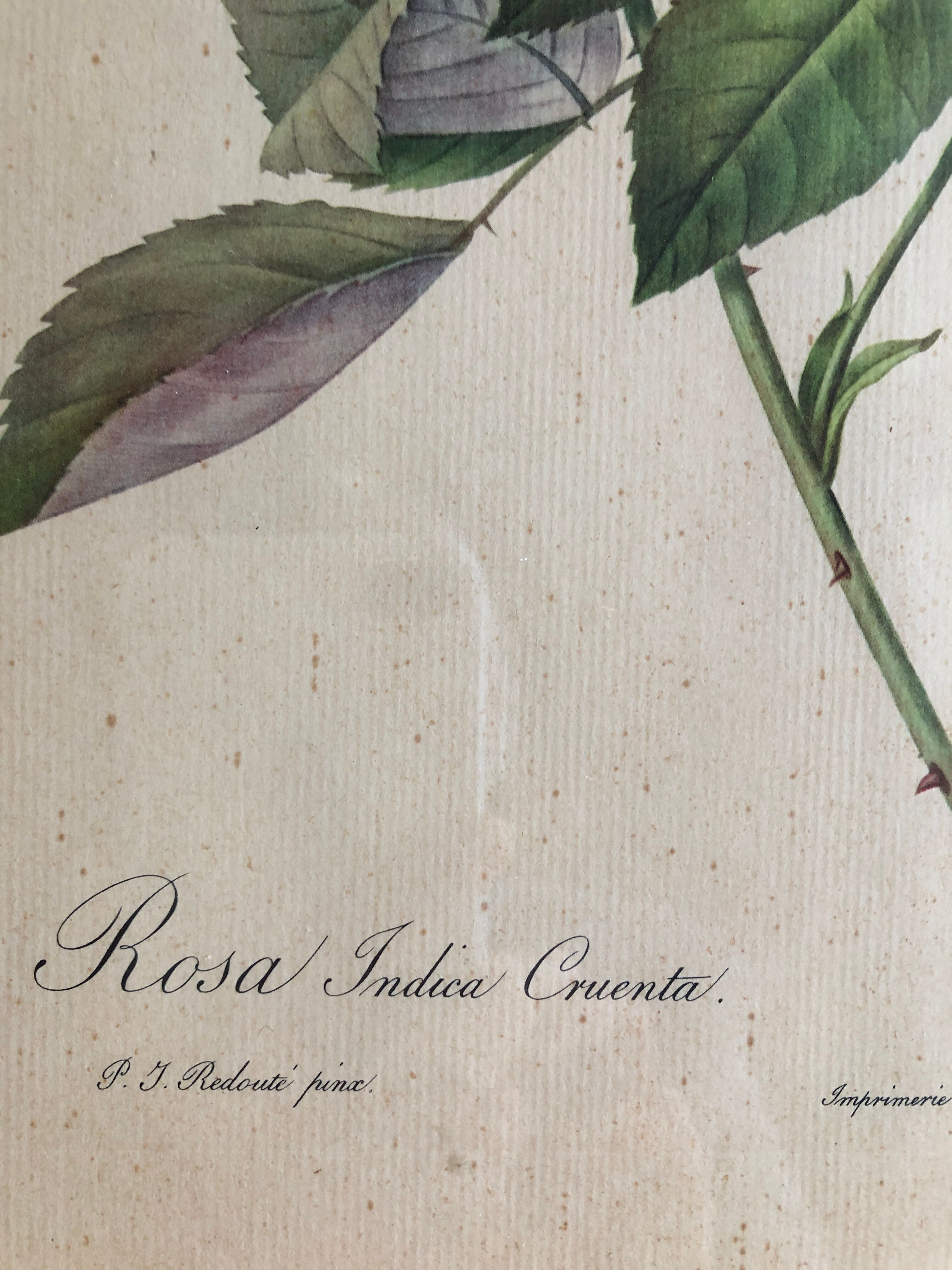 Botanical plank under glass Dreaded Bengal Rose