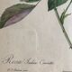 Botanical plank under glass Dreaded Bengal Rose