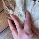 Small sheepskin, raw, brown and beige, authentic